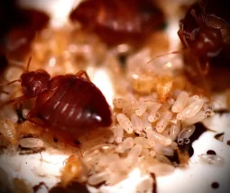 bed bugs and eggs